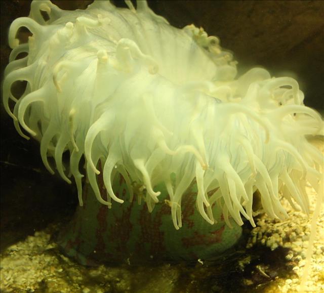 Aggregate anemone