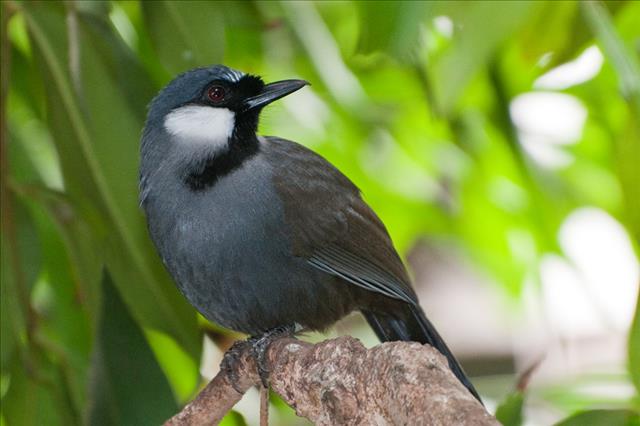 Black-throated laughing thrush