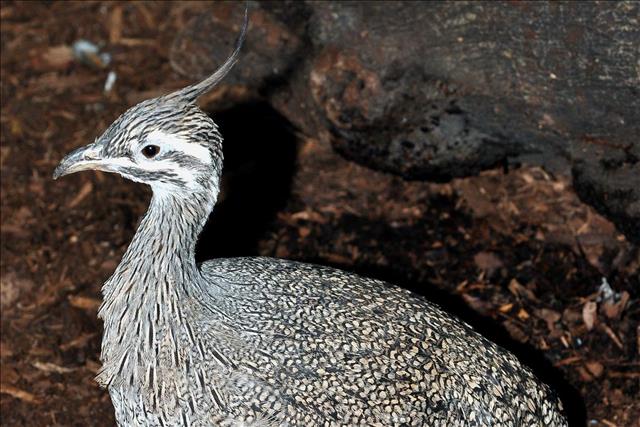 Crested tinamou