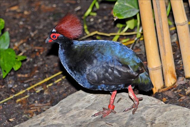 Crested wood partridge
