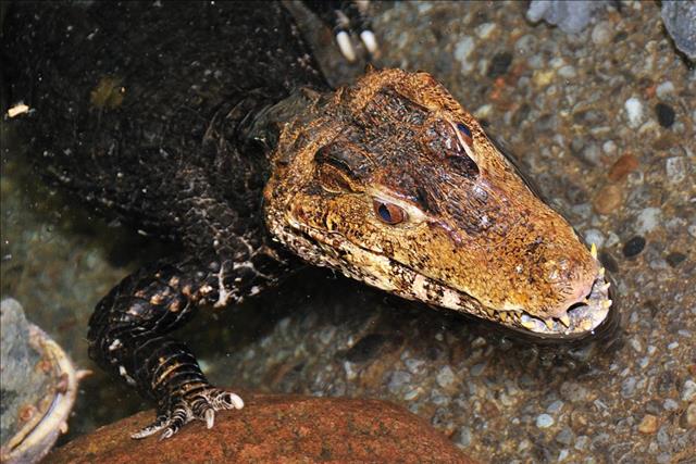 Cuvier’s smooth-fronted caiman (dwarf caiman)