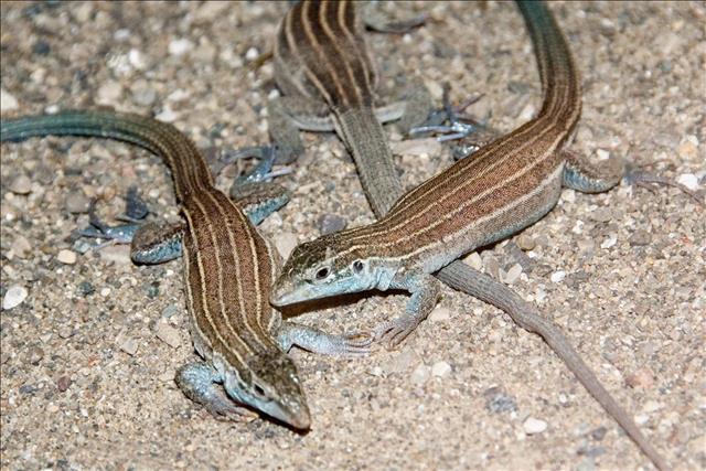 Desert grassland whiptail