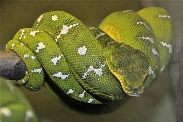 Emerald tree boa