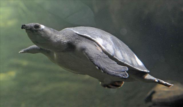 Fly River turtle (pig-nosed turtle)