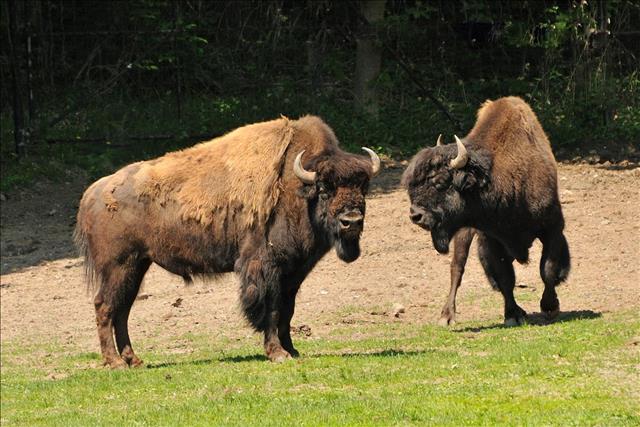 Wood Bison at the Toronto Zoo