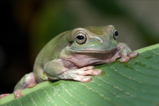 White’s tree frog