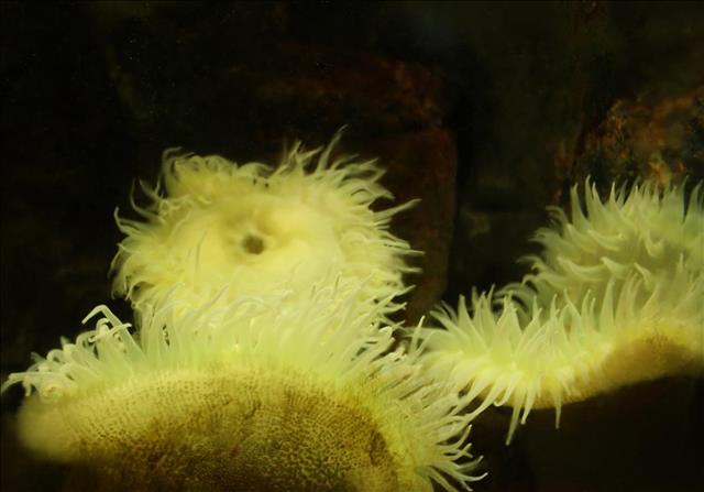 Green surf anemone