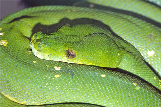 Green tree python