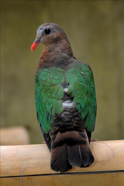 Green-winged dove (grey-capped emerald dove)