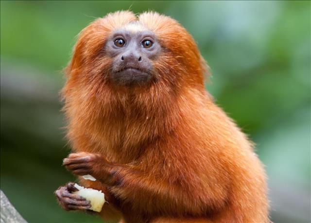 Golden lion tamarin