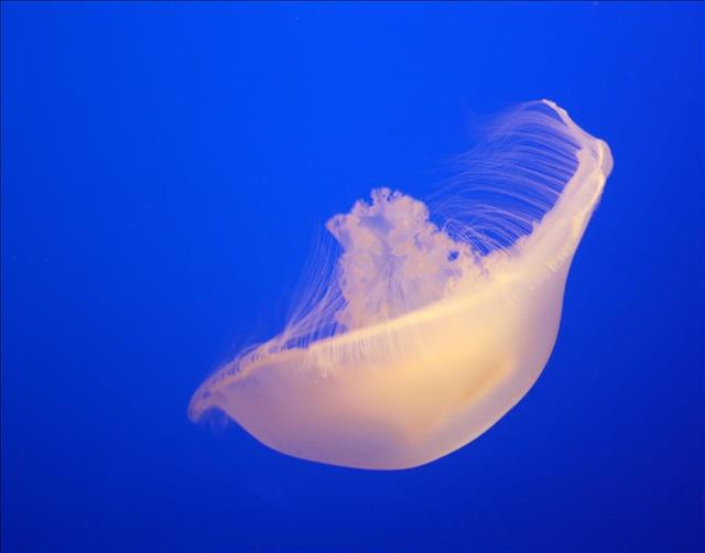 Moon jellyfish
