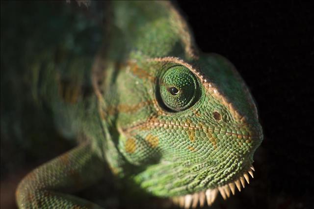 Meller’s chameleon
