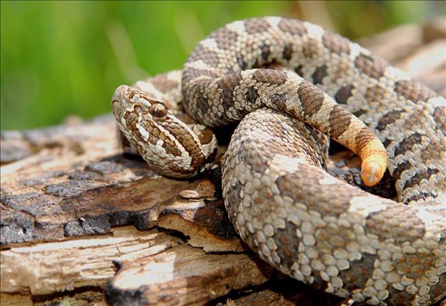 Massasauga rattlesnake
