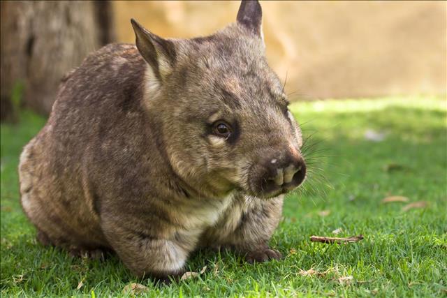 Southern hairy-nosed wombat