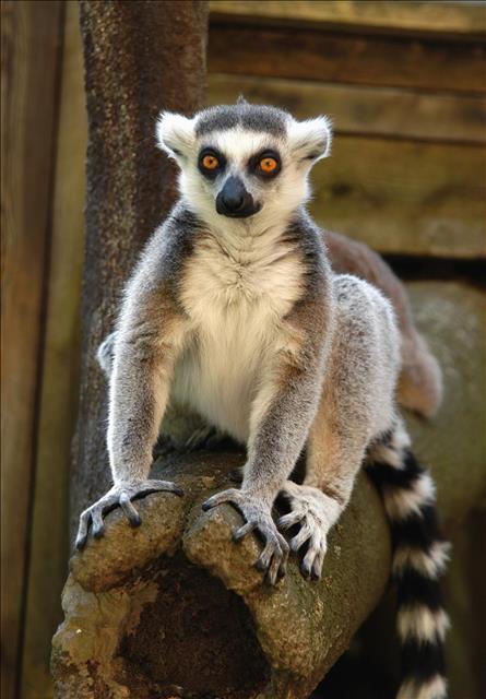 Ring-tailed lemur
