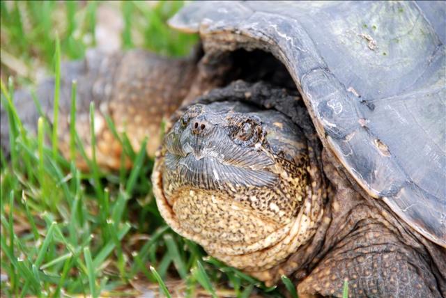 Snapping turtle