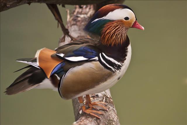 Mandarin duck