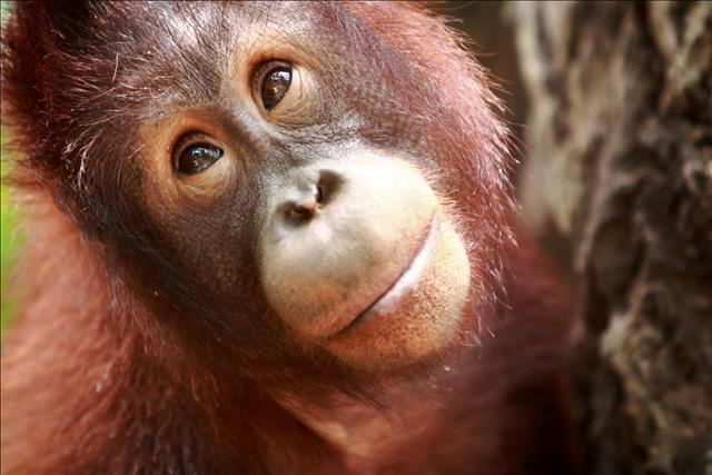 Sumatran orangutan
