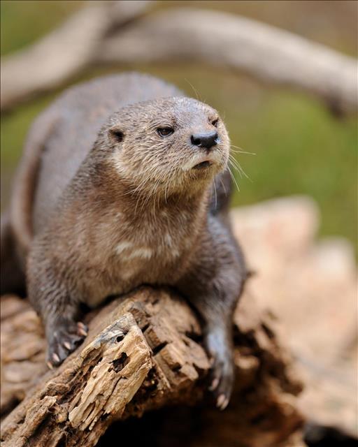 Spotted-necked Otter