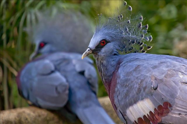 Victoria crowned pigeon