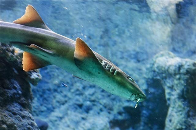 Brownbanded bamboo shark
