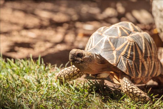 Burmese star tortoise