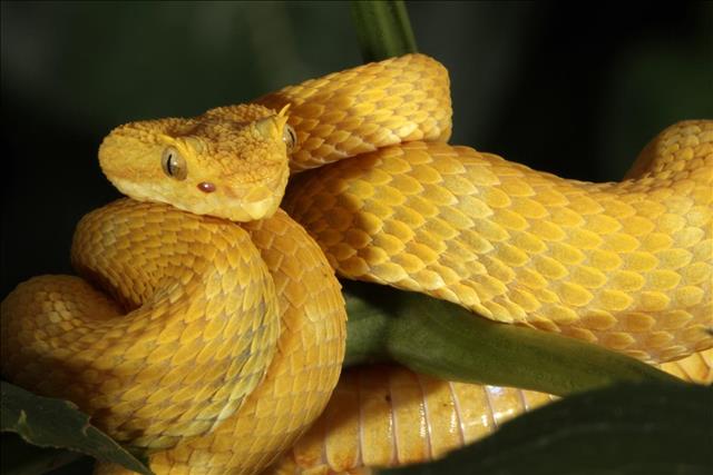 Eyelash viper