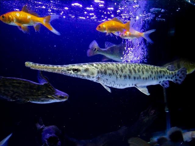 Florida gar