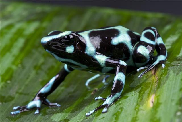Green and black poison dart frog