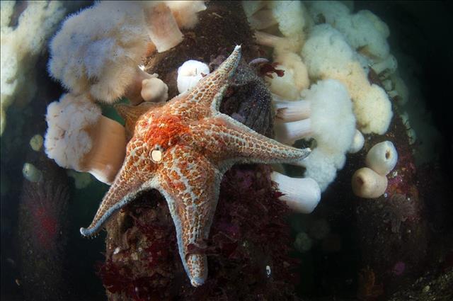 Leather sea star