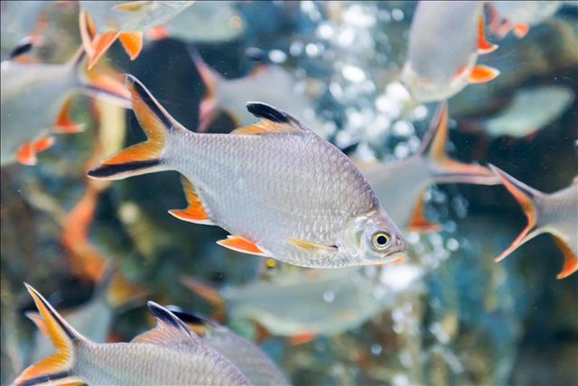 Tinfoil barb