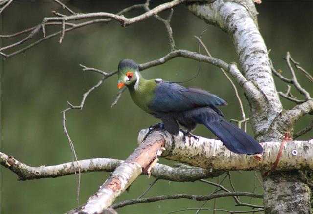 White-cheeked turaco