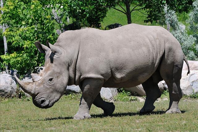 WhiteRhino