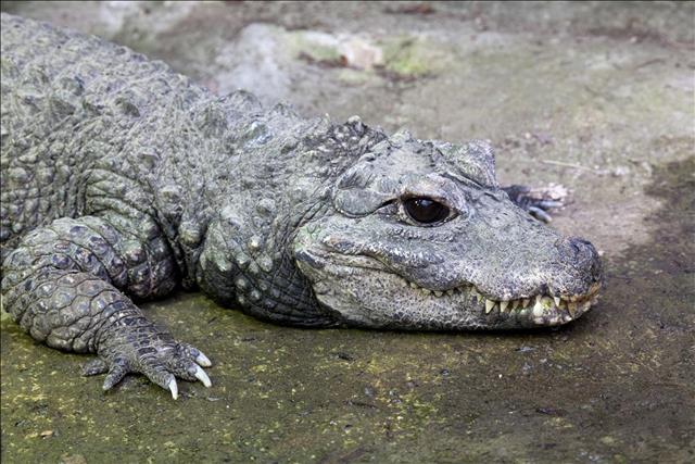 West African dwarf crocodile