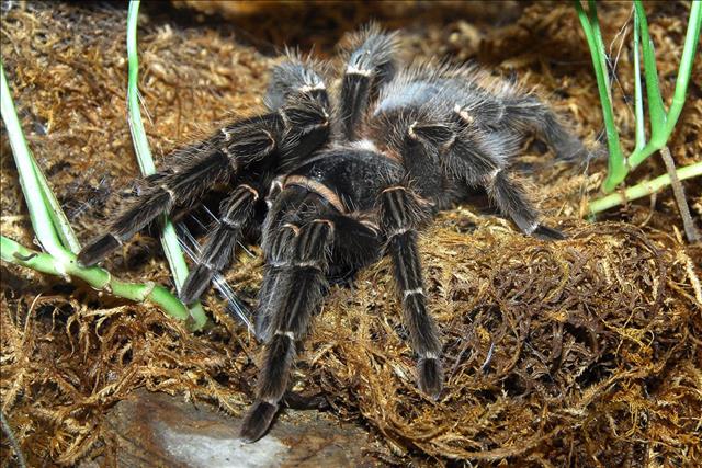 Giant bird-eating spider