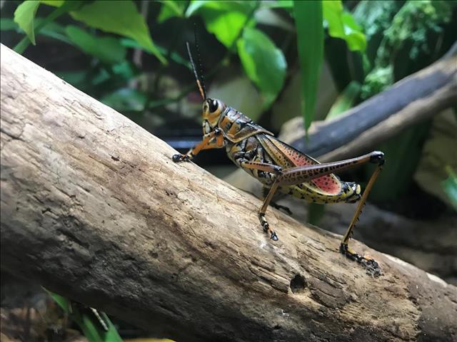 Florida lubber