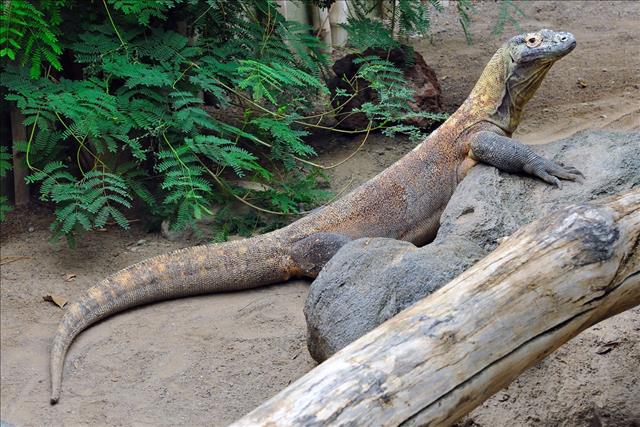 Komodo dragon