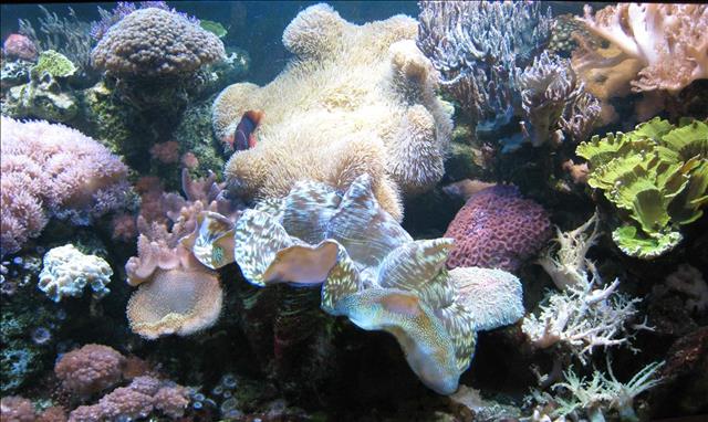 Live reef corals