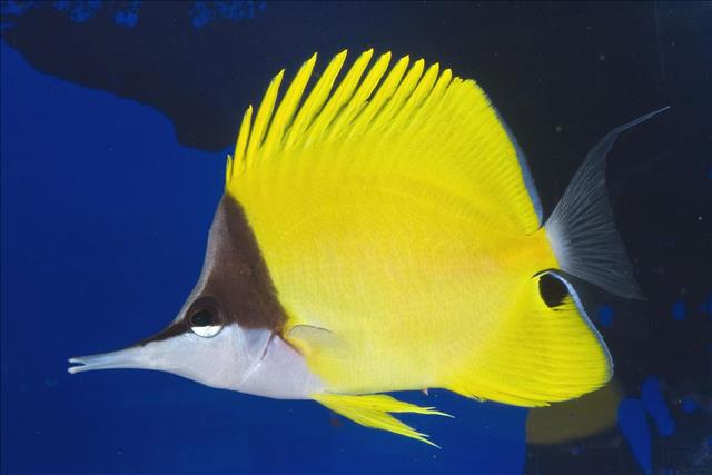 Longnose butterflyfish