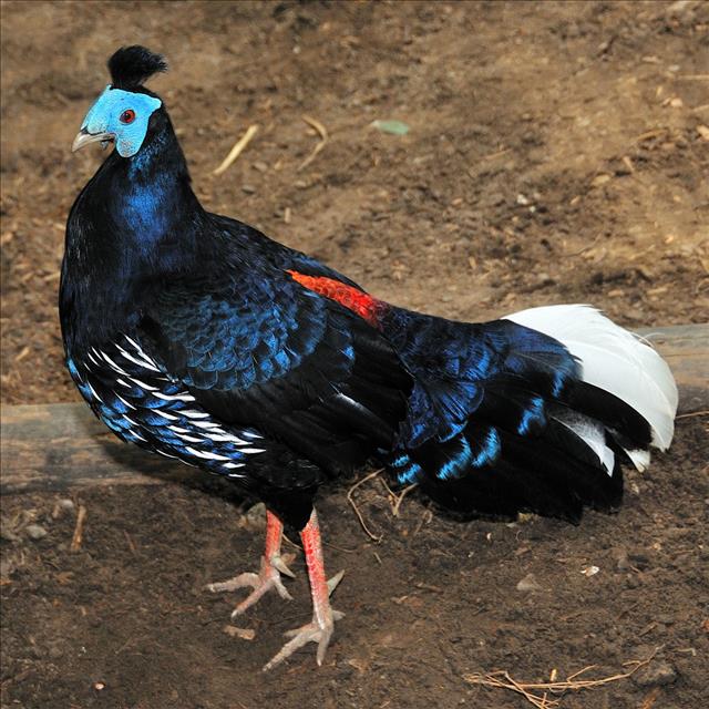 Malayan crested fireback pheasant
