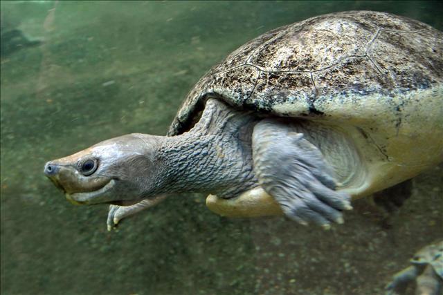 Malaysian painted turtle