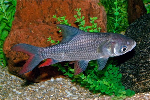 Mekong barb