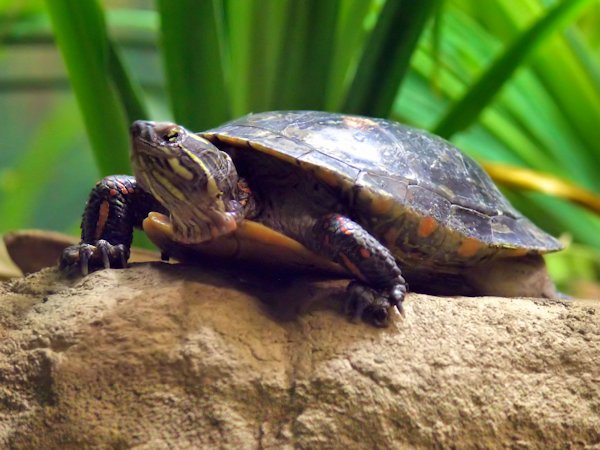 Midland painted turtle