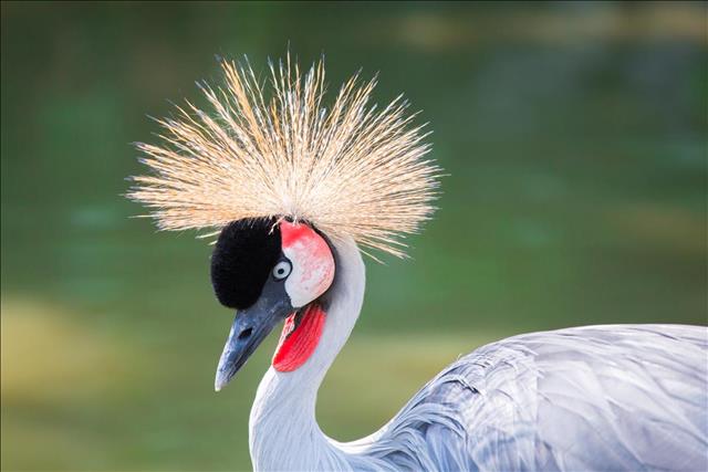 Grey-necked crowned crane