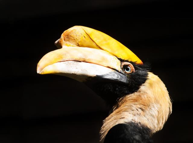 Concave casqued hornbill