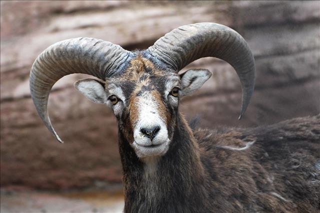 Mouflon stairing at the Camera