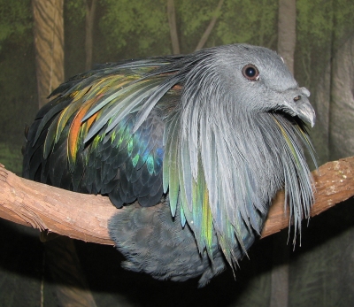 Nicobar pigeon