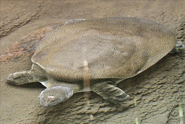 Nile soft-shelled turtle