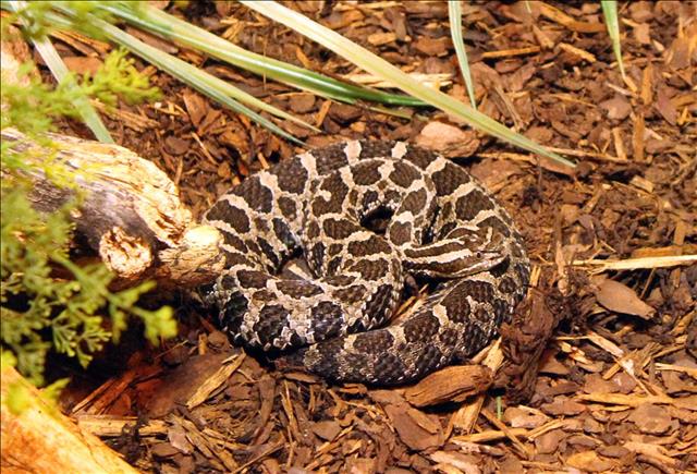 Northern Pacific rattlesnake