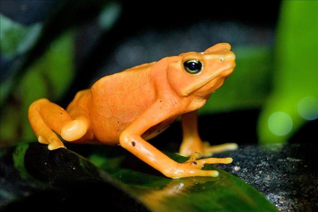 Panamanian golden frog